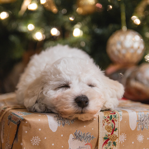 산타를 기다리며