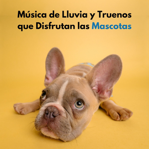 Dulce Sonido De Lluvia Y Trueno Para Mis Mascotas