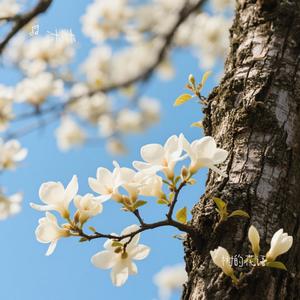 树的花语（沐沐 Remix）