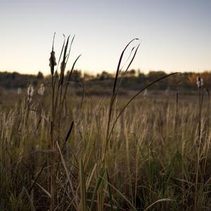 In the Reeds