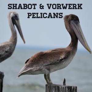 Pelicans