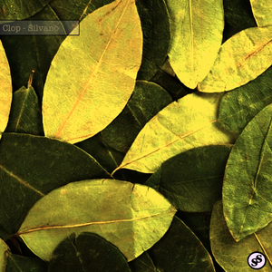 Silvano (Original Mix)