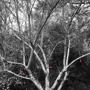 Weightless (feat. Cousin Fuzi, Donnie Vibe$ & Lance DeVinci)