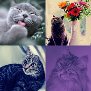 有趣可爱的猫情怀