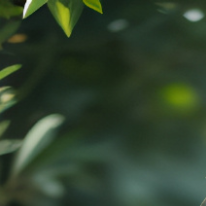 梦的虚幻国度游记