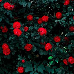 芒种（鸡你太美）