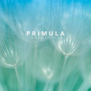 Primula