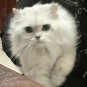 如愿