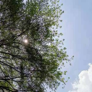 杨花落尽子规啼