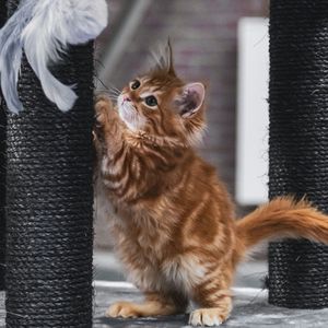 幽香（纯音乐）