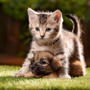 Sonido Tranquilo Para Un Descanso Apacible Nocturno