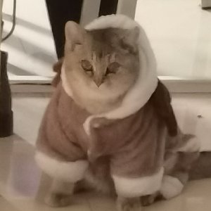 夜风无意作情歌