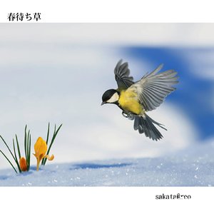 春待ち草