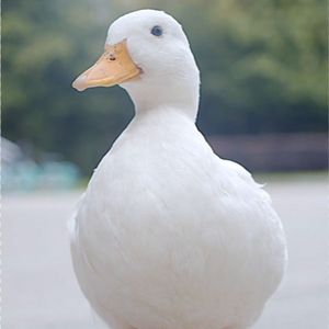 胖子胖子 (WYY）