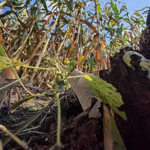 不靠父母的少年