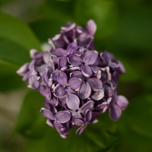 황혼의 빛에 대한 인식