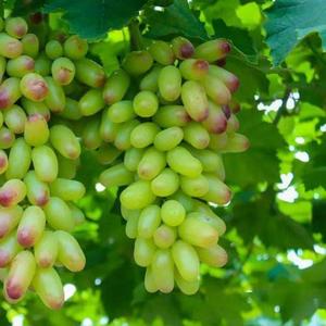 雪絮飘落的窗沿