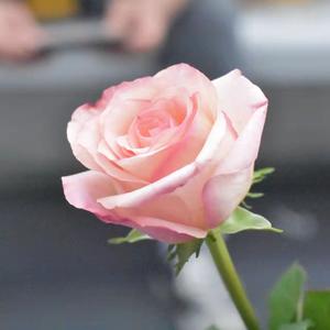 Halie Loren-龍 利 魚 興 趣 學 習 小 組（冰镇榴莲酥 remix）