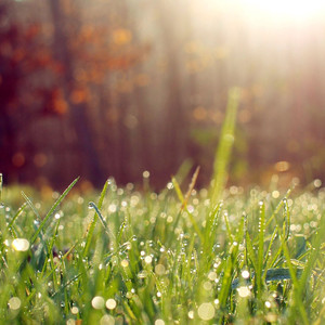 春の -acoustic band arrange-（Cover 古川本舗）