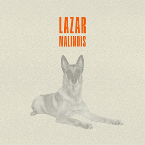 Malinois
