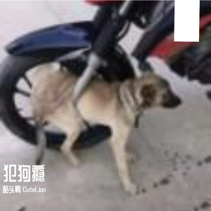 犯狗瘾 彩蛋版（prod.by SCORPION)