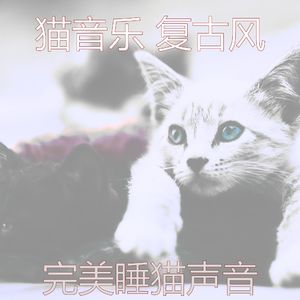 精彩睡猫环境