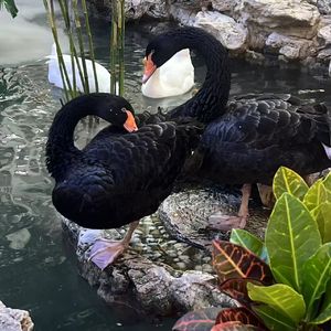 成为风(prod.dolbeatz)