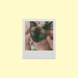 Cheese(翻自:老番茄)