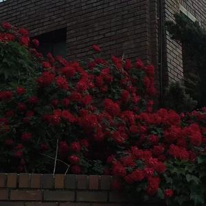 定格在那个夏天的