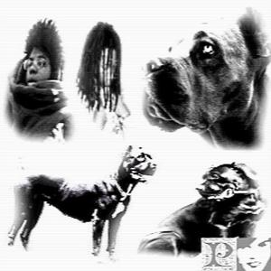 CANE CORSO (feat. zayok)