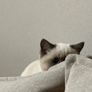 心动是免费的 心碎也是