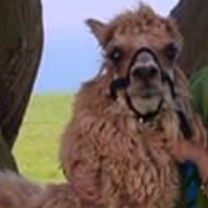 Zoey 101