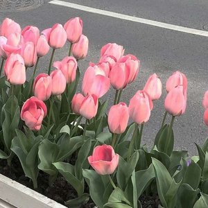 千年泪（翻自 Tank）