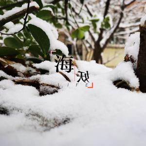 雪鸮