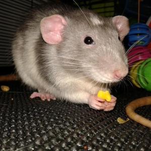 Rat's Knuckles (feat. Carpet)