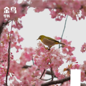 金鸟