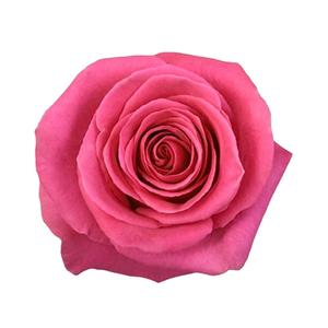 Flower (feat. Kns & Phantom's Heart)