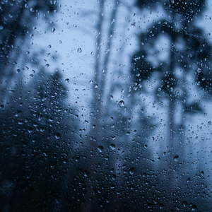 rainy forest