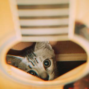 猫咪安眠曲