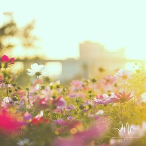 流星破晓 (放松大脑梦幻曲)