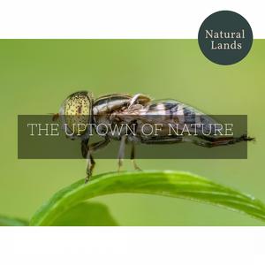 Signs of Steady Campfire