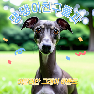 댕댕이 친구들과 이탈리안 그레이하운드