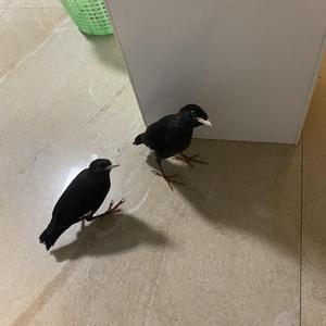 再见，亲爱的陌生人！