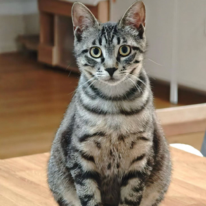 王尉郗把猫养大发现是狗