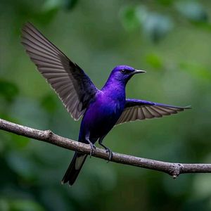 【FREE】practice beat “Purple Bird”
