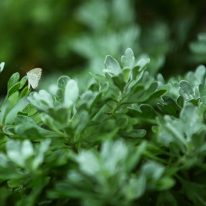 莫扎特第三小提琴协奏曲-第一乐章