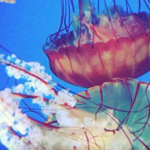 薔薇列車（翻自 初音ミク）