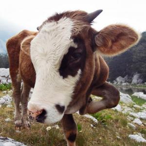 ur the one that needs help