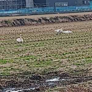 たんぽぽの種「dont human」