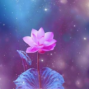 竹影清幽 古琴曲